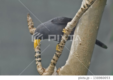 Finch-billed or Grosbeak Myna, Scissirostrum dubium, perched 138960053