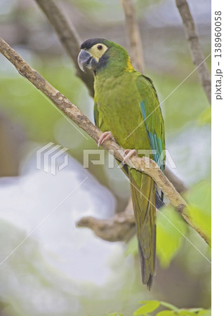 View of Golden-collared Macaw, Primolius auricollis, perched View of Golden-collared Macaw, Primolius auricollis, perched 138960058