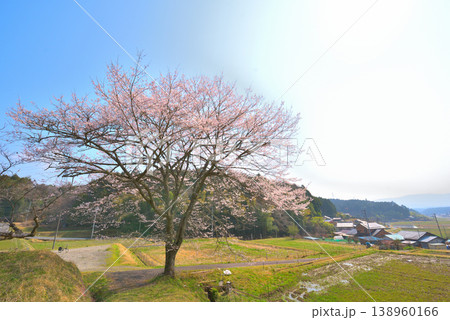 《岐阜県》恵那市武並町 洞禅院の桜 《岐阜県》恵那市武並町 洞禅院の桜 138960166