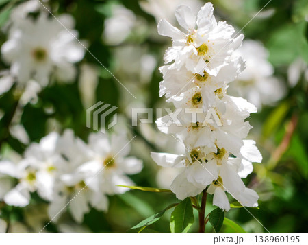 White Exochorda Pearlbush Blossom Close-Up in Spring Garden Light White Exochorda Pearlbush Blossom Close-Up in Spring Garden Light 138960195