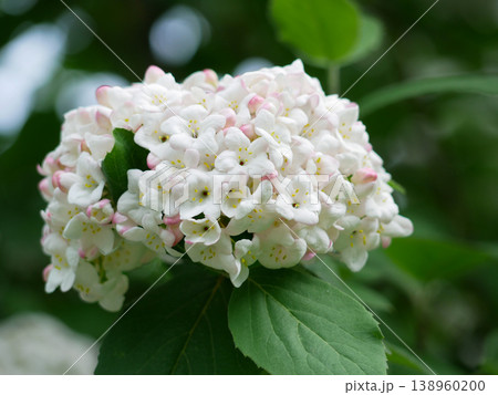 White Viburnum Blossom Cluster in Garden, Spring Floral Background White Viburnum Blossom Cluster in Garden, Spring Floral Background 138960200