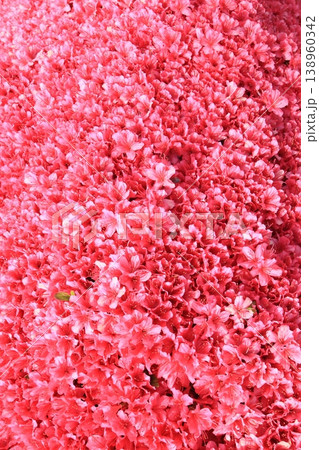 壁紙や背景に使える五月の花 縦 壁紙や背景に使える五月の花 縦 138960342