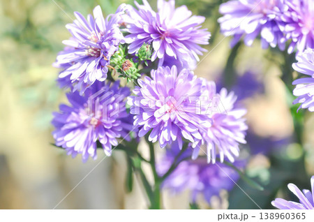 Aster,Heath Aster or Symphyotrichum ericoides L G L Nesom or new England aster or Symphyotrichum ericoides or purple aster 138960365