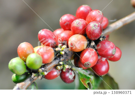 coffee cherry or coffee bean or coffee sed ,coffee beans or coffee plant coffee cherry or coffee bean or coffee sed ,coffee beans or coffee plant 138960371