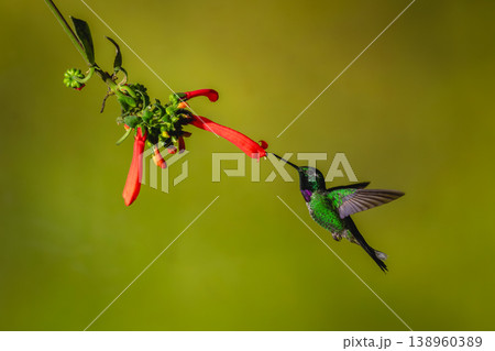 Male purple-bibbed whitetip flies towards Cape fuchsia Male purple-bibbed whitetip flies towards Cape fuchsia 138960389