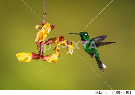 Male purple-bibbed whitetip hovers beside Mysore trumpetvine 138960391