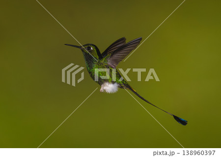Male white-booted racket-tail flies against green background 138960397