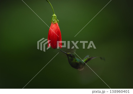 Male white-booted racket-tail flies under red flower Male white-booted racket-tail flies under red flower 138960401