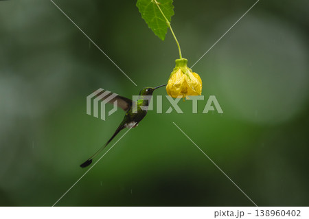 Male white-booted racket-tail hovers by yellow flower 138960402