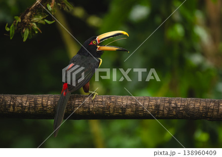Pale-mandibled aracari opens beak on horizontal branch 138960409