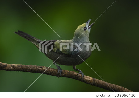 Palm tanager looks up from curved branch 138960410