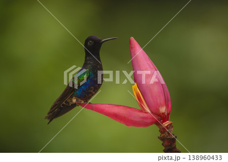 Velvet-purple coronet watches camera from banana flower 138960433