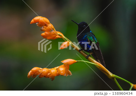 Velvet-purple coronet watches camera from orange flower 138960434