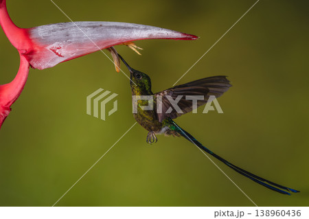Violet-tailed sylph drinks hovering under heliconia flower 138960436