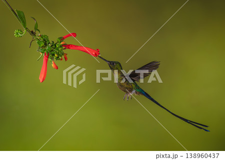Violet-tailed sylph hovers drinking from Cape fuchsia 138960437