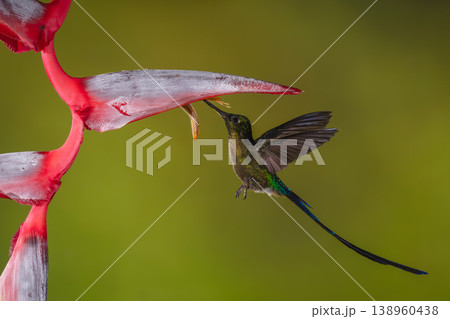 Violet-tailed sylph hovers drinking from heliconia flower 138960438