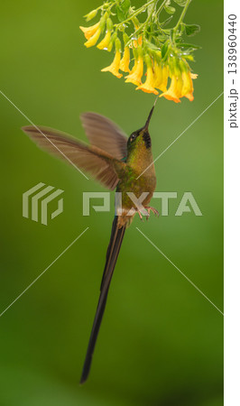 Violet-tailed sylph hovers drinking from yellow flowers 138960440