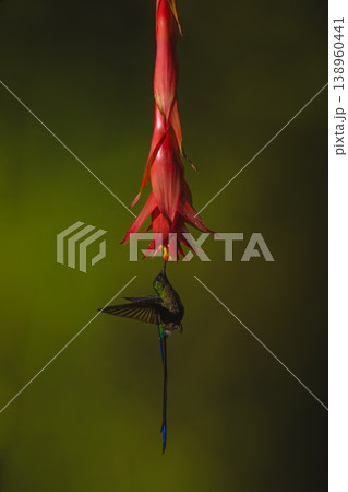 Violet-tailed sylph hovers drinking under red flower Violet-tailed sylph hovers drinking under red flower 138960441