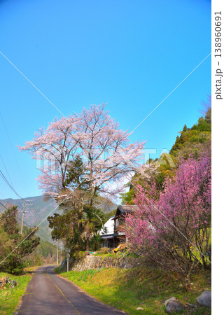 《岐阜県》恵那市武並町 満開の桜と笠置山 《岐阜県》恵那市武並町 満開の桜と笠置山 138960691