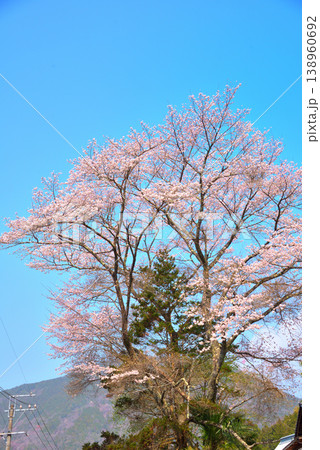 《岐阜県》恵那市武並町 満開の桜と笠置山 《岐阜県》恵那市武並町 満開の桜と笠置山 138960692