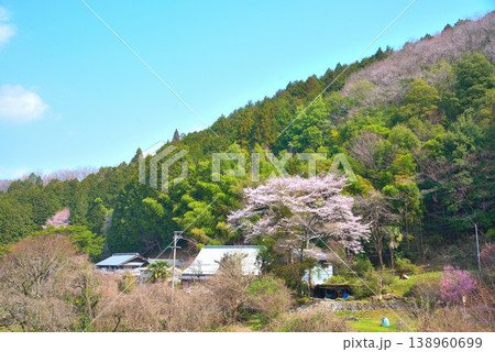 《岐阜県》恵那市武並町 満開の桜と里の風景 《岐阜県》恵那市武並町 満開の桜と里の風景 138960699