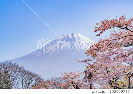 （静岡県）桜が咲いた田貫湖キャンプ場と富士山 138960786