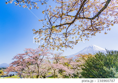 （静岡県）桜が咲いた田貫湖キャンプ場と富士山 138960787