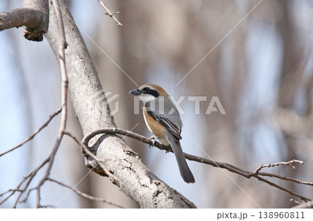 モズ　百舌鳥　♂　Lanius bucephalus　北海道の野鳥 138960811