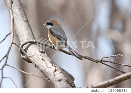 モズ 百舌鳥 ♂ Lanius bucephalus 北海道の野鳥 モズ 百舌鳥 ♂ Lanius bucephalus 北海道の野鳥 138960812
