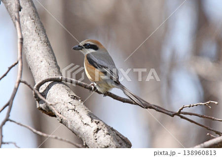 モズ　百舌鳥　♂　Lanius bucephalus　北海道の野鳥 138960813