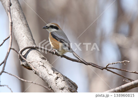 モズ 百舌鳥 ♂ Lanius bucephalus 北海道の野鳥 モズ 百舌鳥 ♂ Lanius bucephalus 北海道の野鳥 138960815
