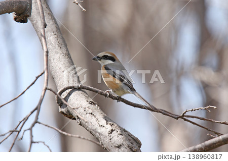 モズ　百舌鳥　♂　Lanius bucephalus　北海道の野鳥 138960817
