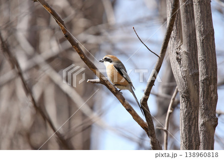 モズ　百舌鳥　♂　Lanius bucephalus　北海道の野鳥 138960818