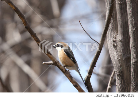モズ 百舌鳥 ♂ Lanius bucephalus 北海道の野鳥 モズ 百舌鳥 ♂ Lanius bucephalus 北海道の野鳥 138960819