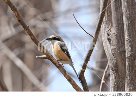 モズ 百舌鳥 ♂ Lanius bucephalus 北海道の野鳥 モズ 百舌鳥 ♂ Lanius bucephalus 北海道の野鳥 138960820