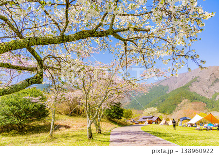 (静岡県)桜が咲いた田貫湖キャンプ場 (静岡県)桜が咲いた田貫湖キャンプ場 138960922