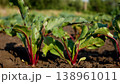 Beets growing in garden beds with lush green leaves. 138961011
