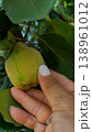 A woman's hand touches a ripe quince that grows on a tree. 138961012