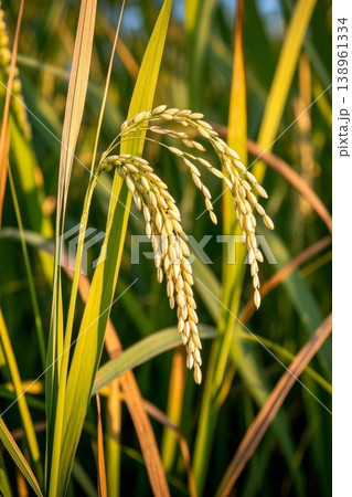 稲穂 イナホ 水田 138961334