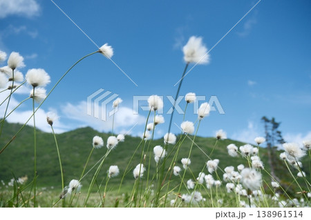 青空の下で風に揺れるワタスゲの綿毛　夏の高原に咲く高山植物と爽やかな風景 138961514