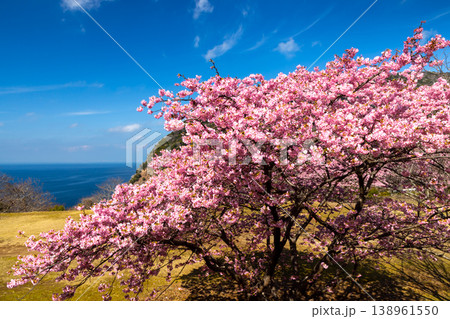 静岡県沼津市戸田 駿河湾を望む海岸の高台に咲く河津桜の景色 静岡県沼津市戸田 駿河湾を望む海岸の高台に咲く河津桜の景色 138961550
