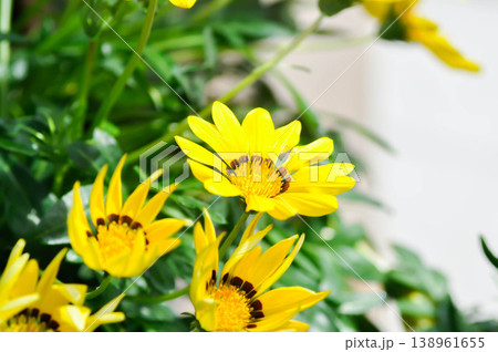 Gazania, Asteraceae or  Clear Orange or Gazania rigens, Gazania rigens L Gaertn Clear Orange or yellow and orange flower 138961655