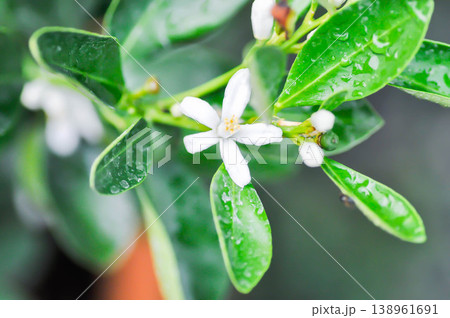 citrus japonica thunb, Citrus madurensis Lour or Citrus microcarpa Bunge or cumquats or  kum quat or Kumquats or rutaceae or orange tree or small orange with flower 138961691