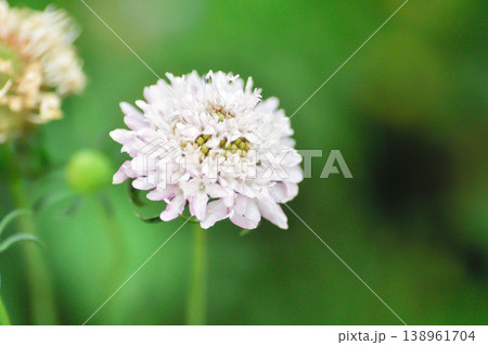 Sweet scabious or DIPSACACEAE, Kudo White or Scabiosa atropurpurea or Scabiosa columbaria or Scabiosa columbaria Kudo White or Scabiosa siamensis Craib or white flower Sweet scabious or DIPSACACEAE, Kudo White or Scabiosa atropurpurea or Scabiosa columbaria or Scabiosa columbaria Kudo White or Scabiosa siamensis Craib or white flower 138961704
