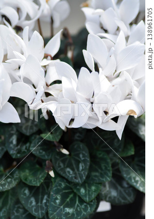 Cyclamen persicum, Florists Cyclamen or Cyclamen , Cyclamen persicum Mill or Primulaceae or white flower 138961705