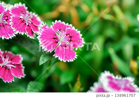 Dianthus chinensis or Caryophyllaceae or Dianthus chinensis L or Indian Pink or pink and white flower 138961707