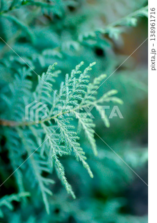 Thuja,Thuja koraiensis or Arborvitae or Bhutan cypress or Cupressocyparis x leylandii Naylors Blue or Cupressus Cashmeriana Bhutan or Kashmir cypress or pine tree 138961716