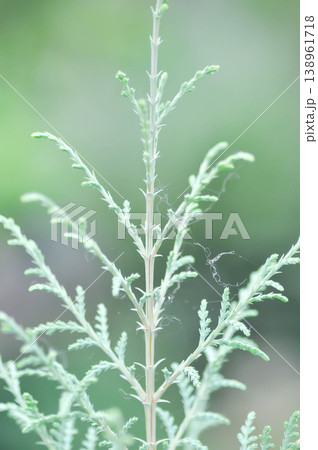 Thuja,Thuja koraiensis or Arborvitae or Bhutan cypress or Cupressocyparis x leylandii Naylors Blue or Cupressus Cashmeriana Bhutan or Kashmir cypress or pine tree 138961718