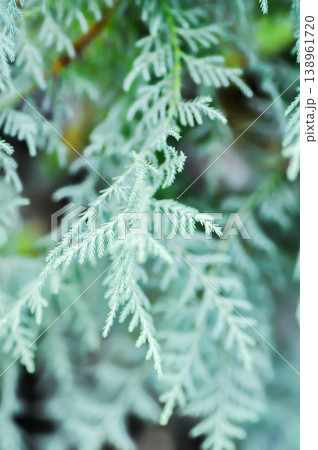 Thuja,Thuja koraiensis or Arborvitae or Bhutan cypress or Cupressocyparis x leylandii Naylors Blue or Cupressus Cashmeriana Bhutan or Kashmir cypress or pine tree 138961720