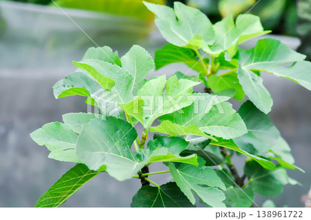 Ficus carica, fig or common fig plant or fig plant Ficus carica, fig or common fig plant or fig plant 138961722